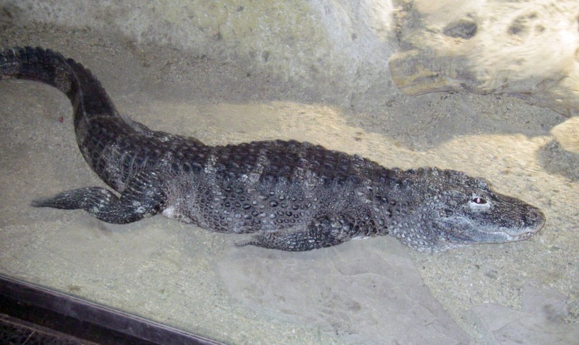 Chinese Alligator (Alligator sinensis)