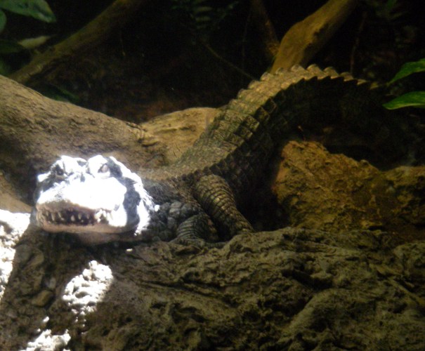 Chinese Alligator (Alligator sinensis)