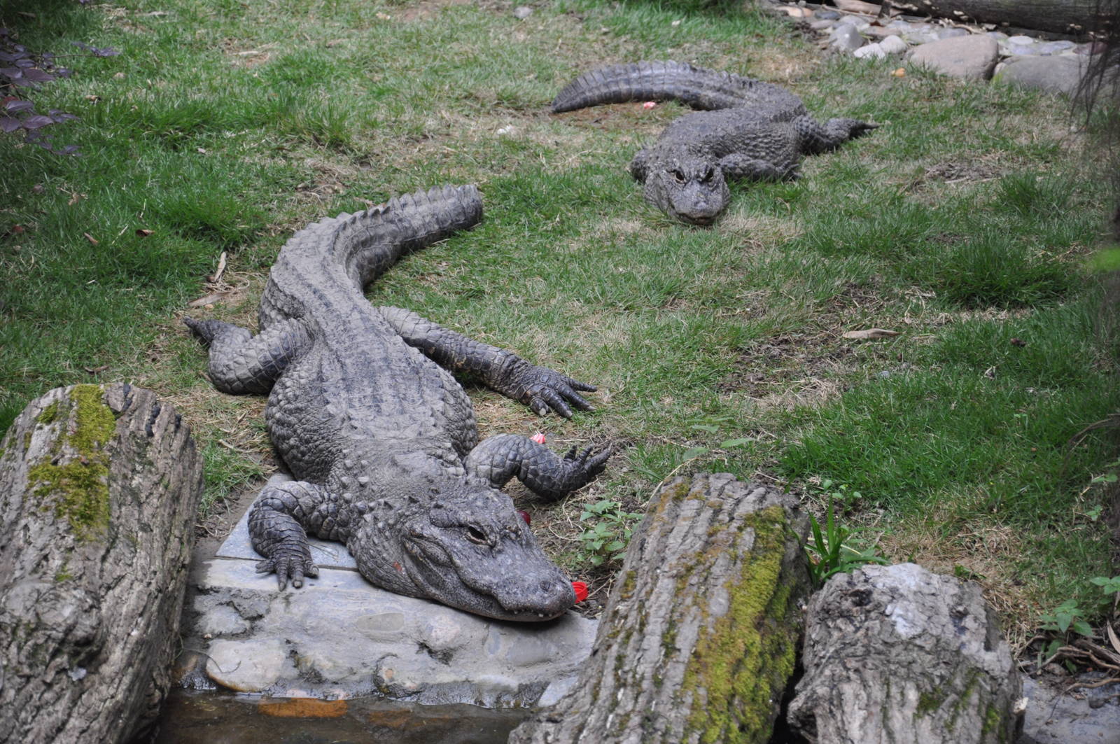 Chinese alligator/ Alligator sinensis