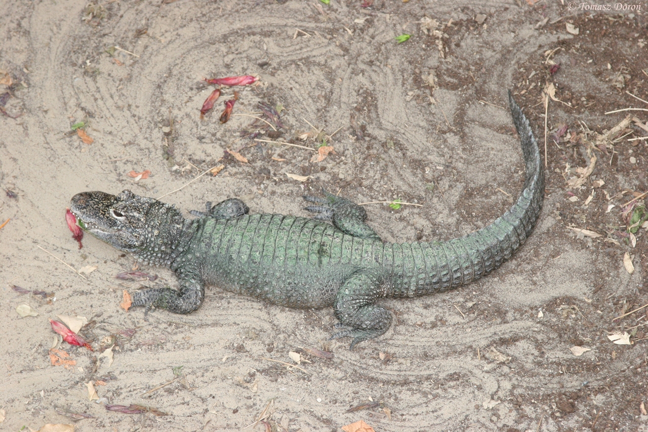 Chinese Alligator (Alligator sinensis)