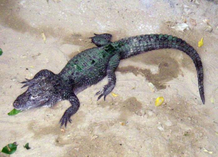 Chinese Alligator (Alligator sinensis)