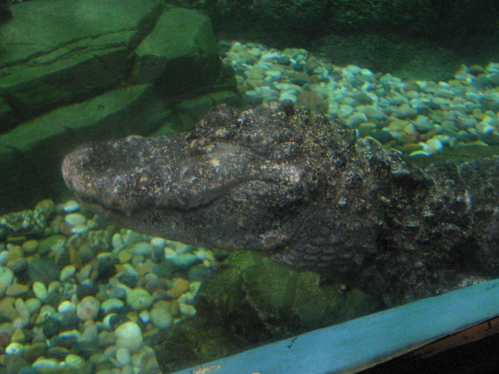 Chinese alligator (Alligator sinensis)