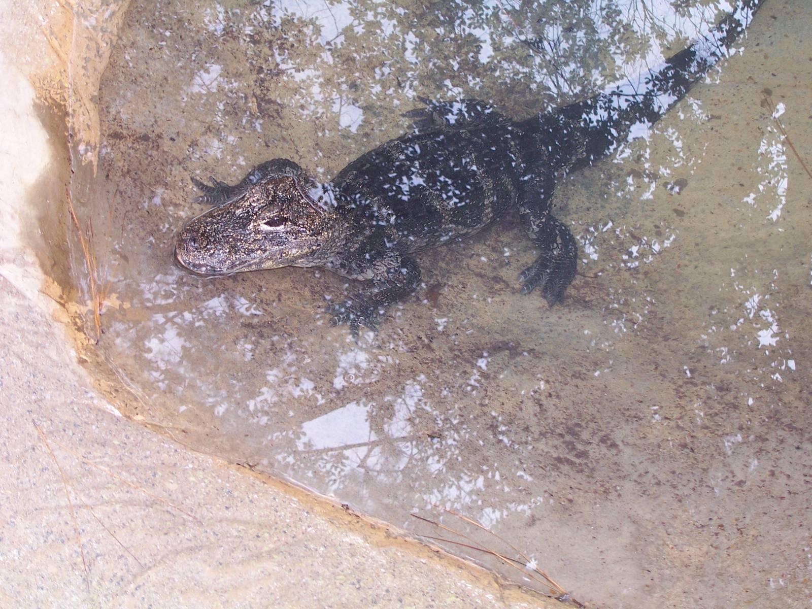 Chinese Alligator (Alligator sinensis)