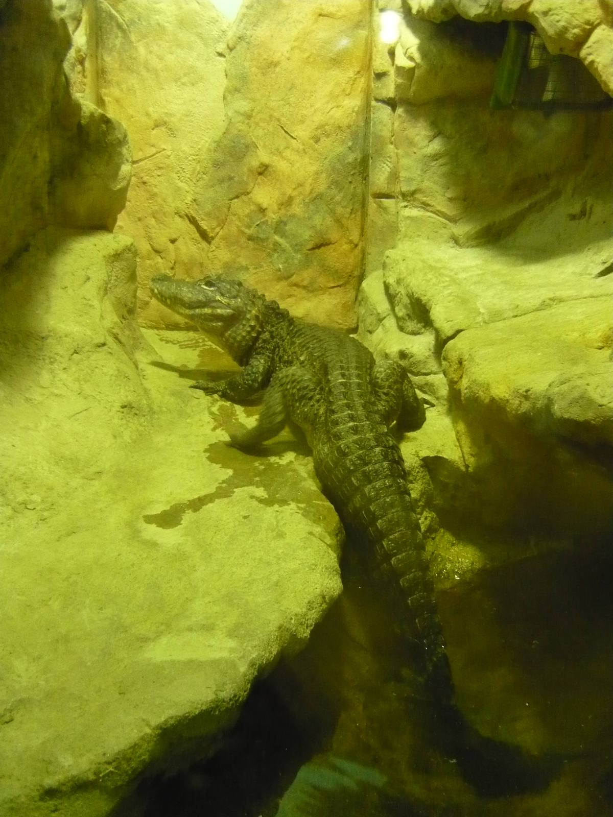 Chinese alligator (Alligator sinensis)