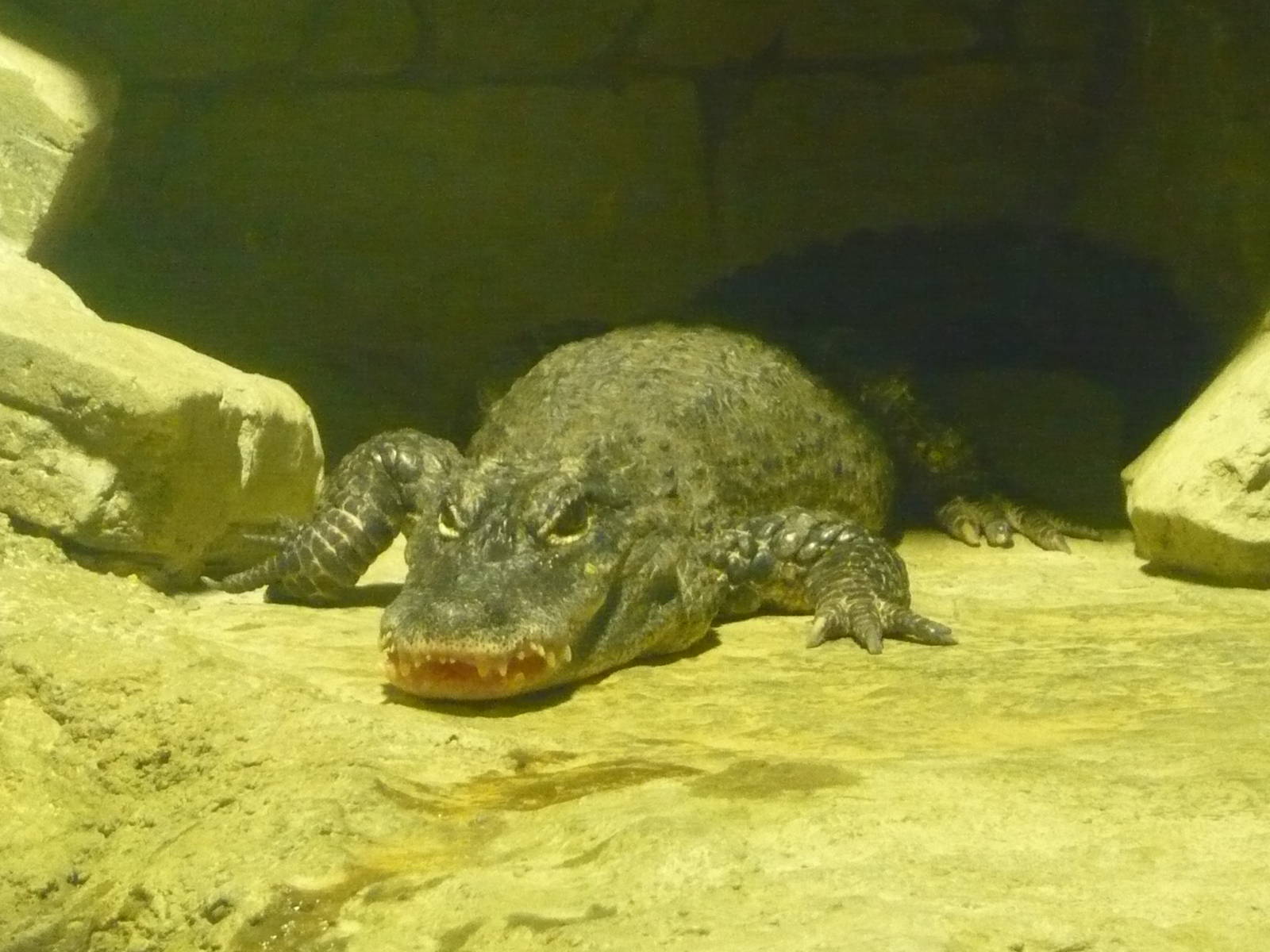 Chinese alligator (Alligator sinensis)