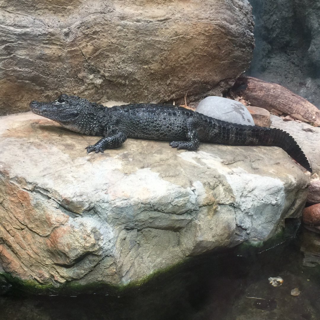 Chinese Alligator (Alligator sinensis)