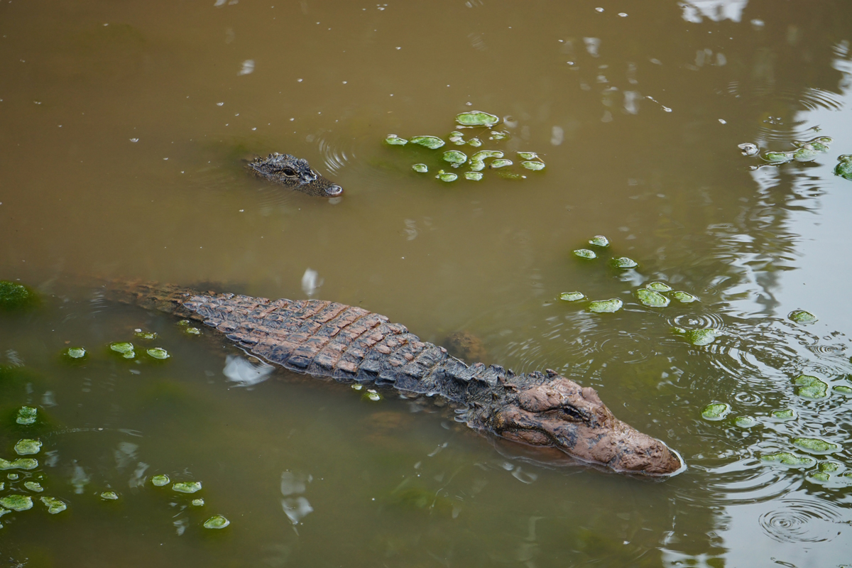 Chinese alligator (Alligator sinensis)