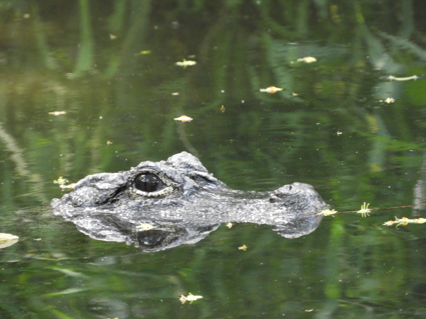 Chinese Alligator (Alligator sinensis)