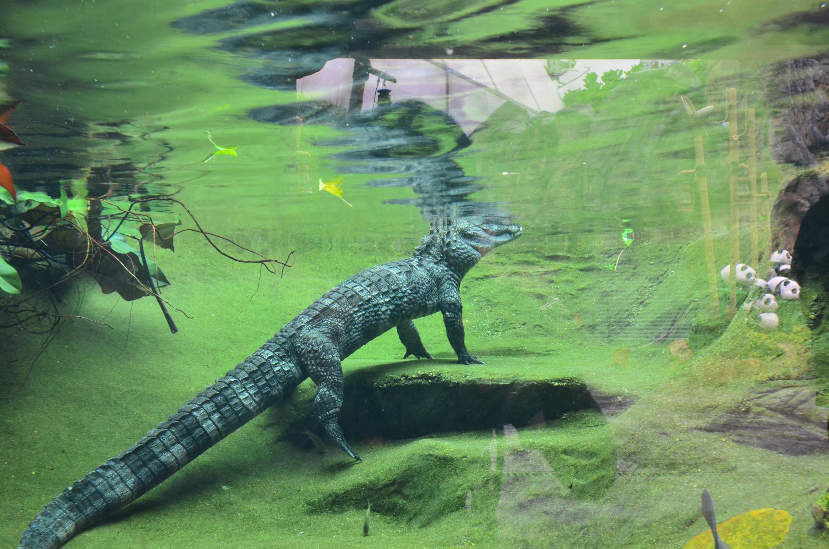 Chinese alligator(Alligator sinensis)