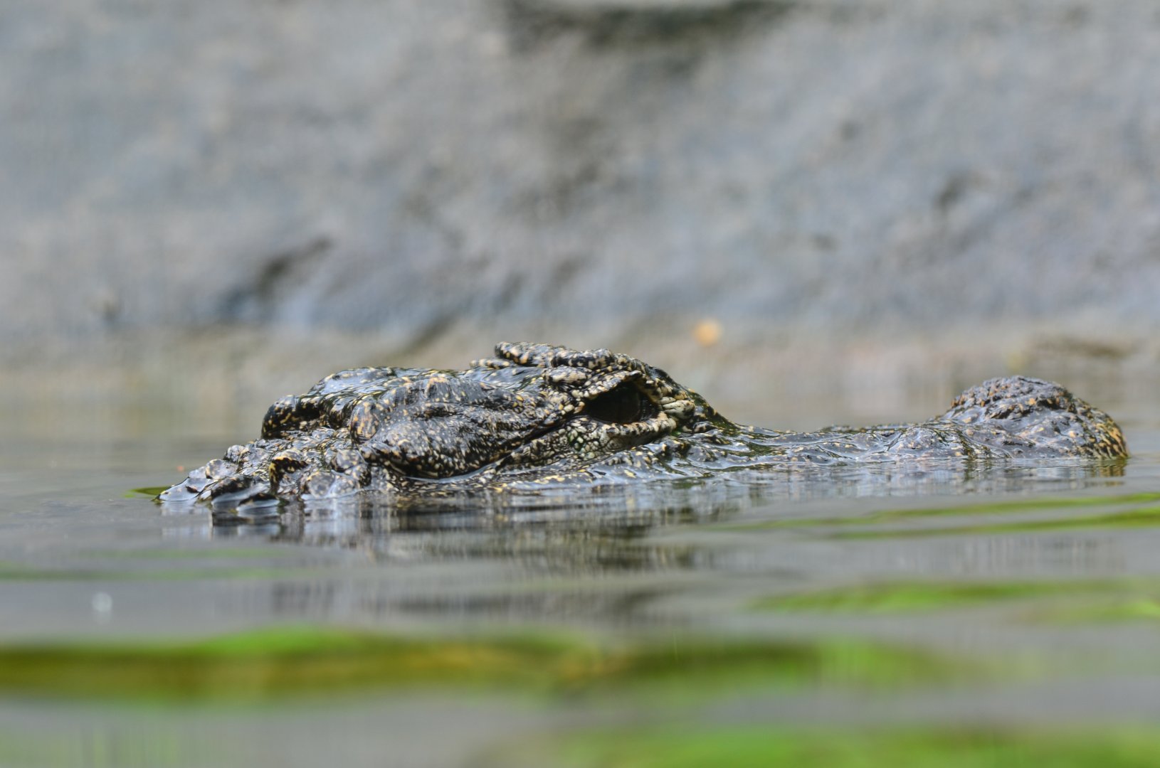 Chinese alligator(Alligator sinensis)