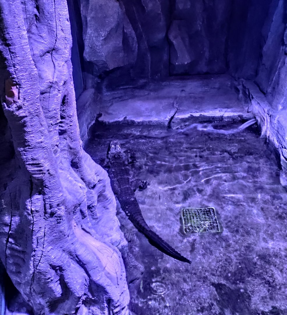 Chinese alligator (Alligator sinensis）