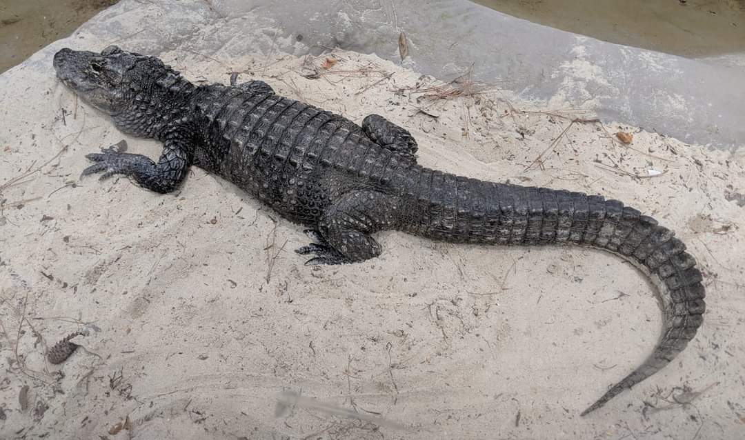 Chinese alligator (Alligator sinensis)