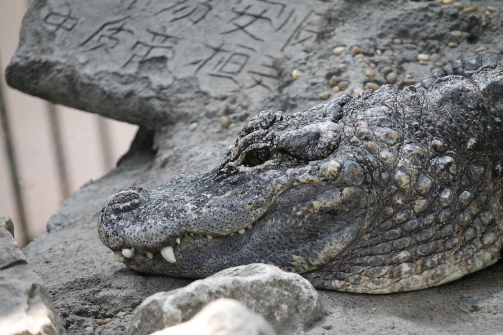 Chinese alligator (Alligator sinensis)