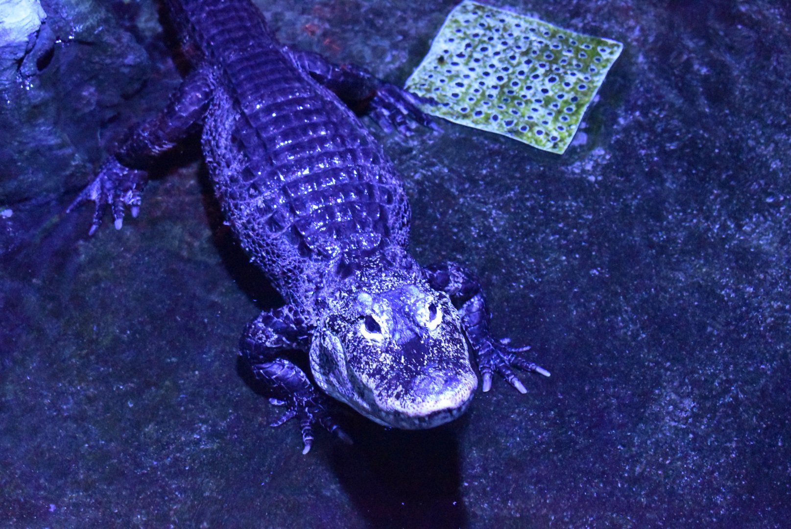 Chinese alligator (Alligator sinensis）