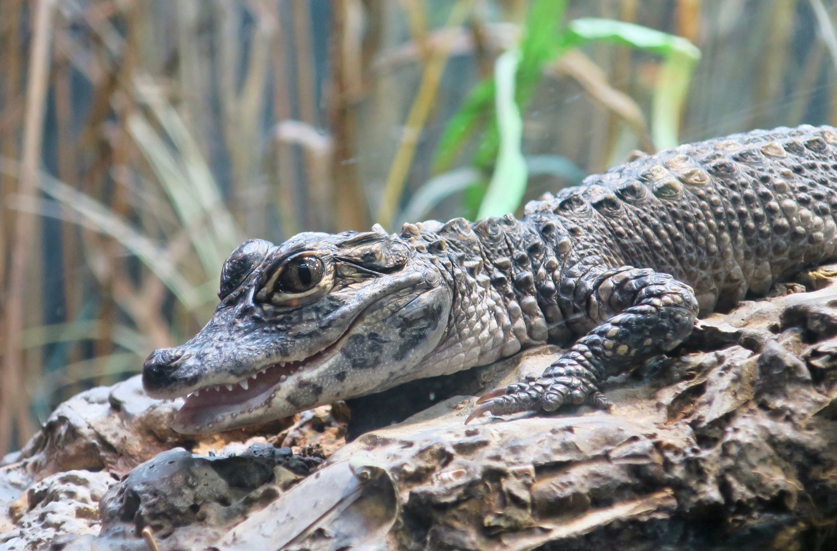 Chinese Alligator (Alligator sinensis)