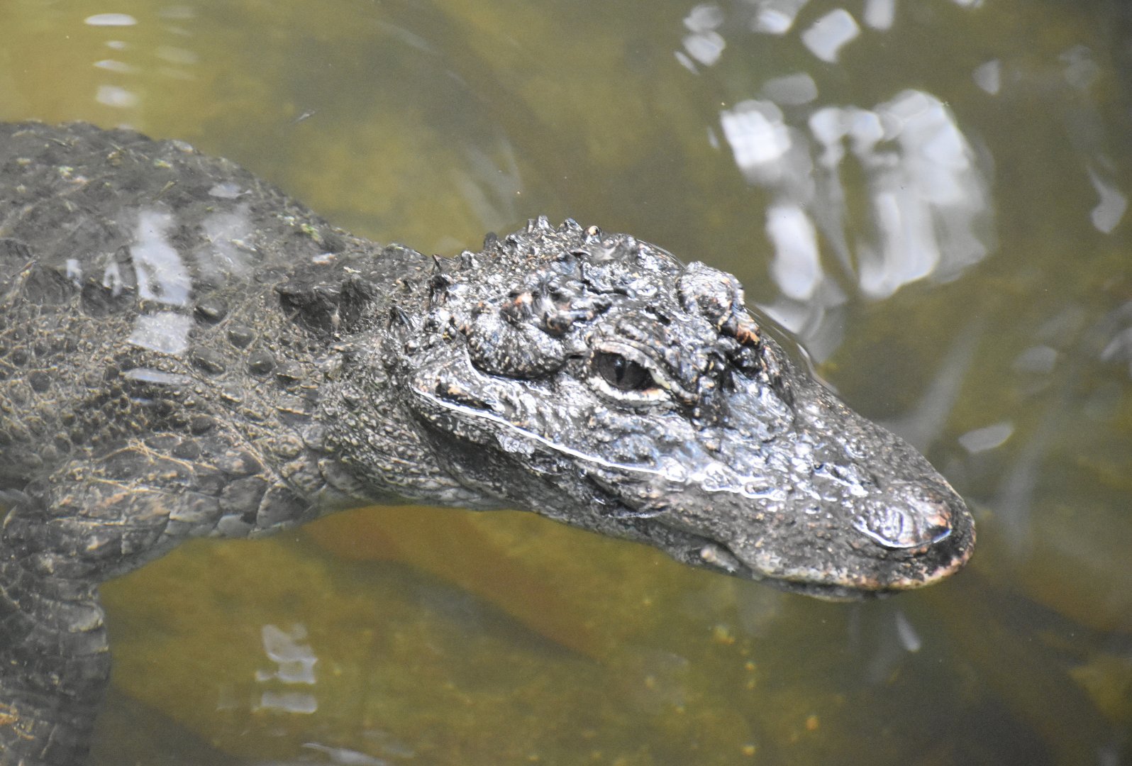 Chinese Alligator (Alligator sinensis)