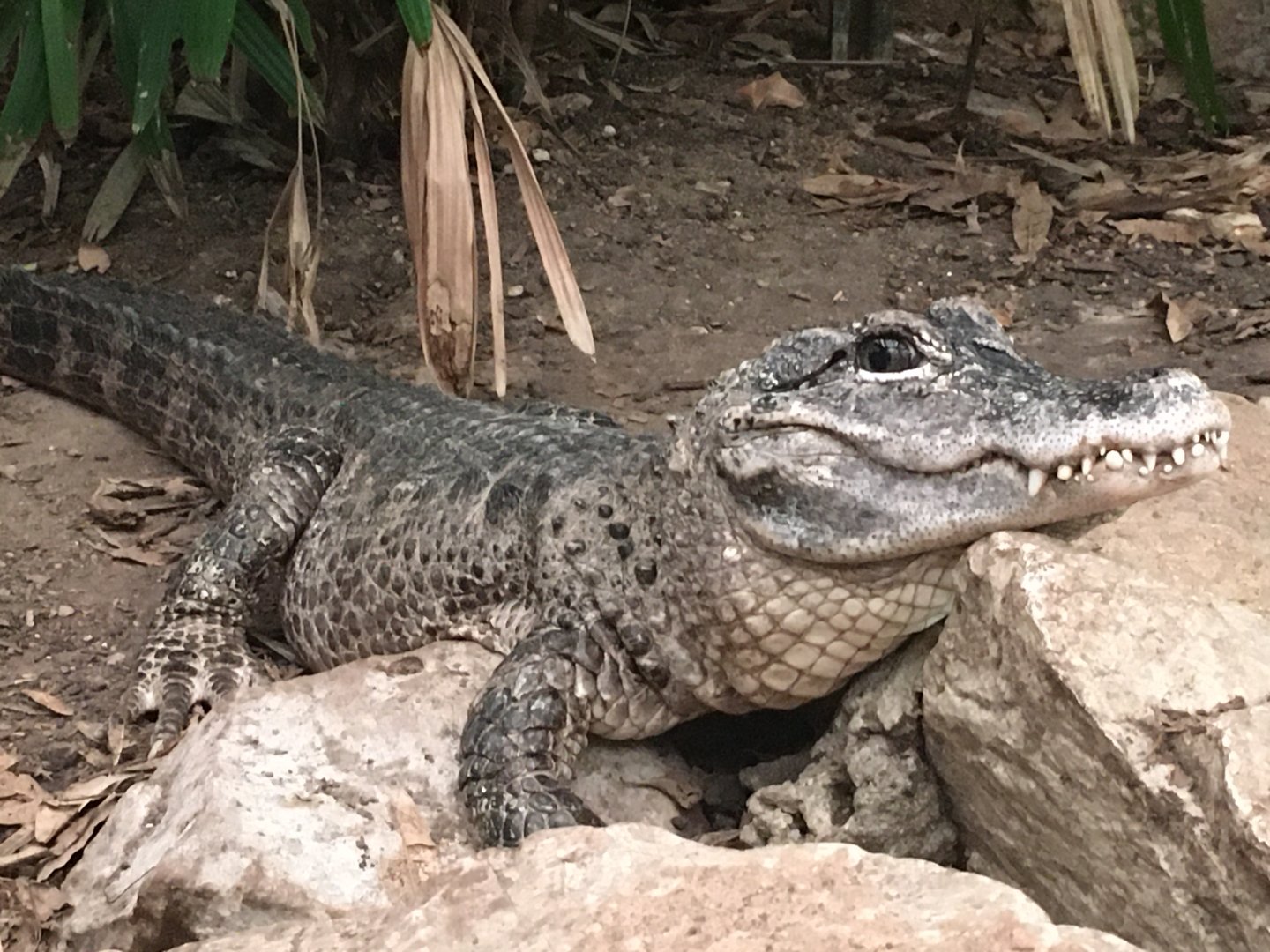Chinese Alligator (Alligator sinensis