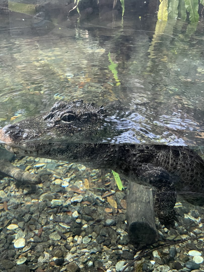 Chinese Alligator (Alligator sinensis)