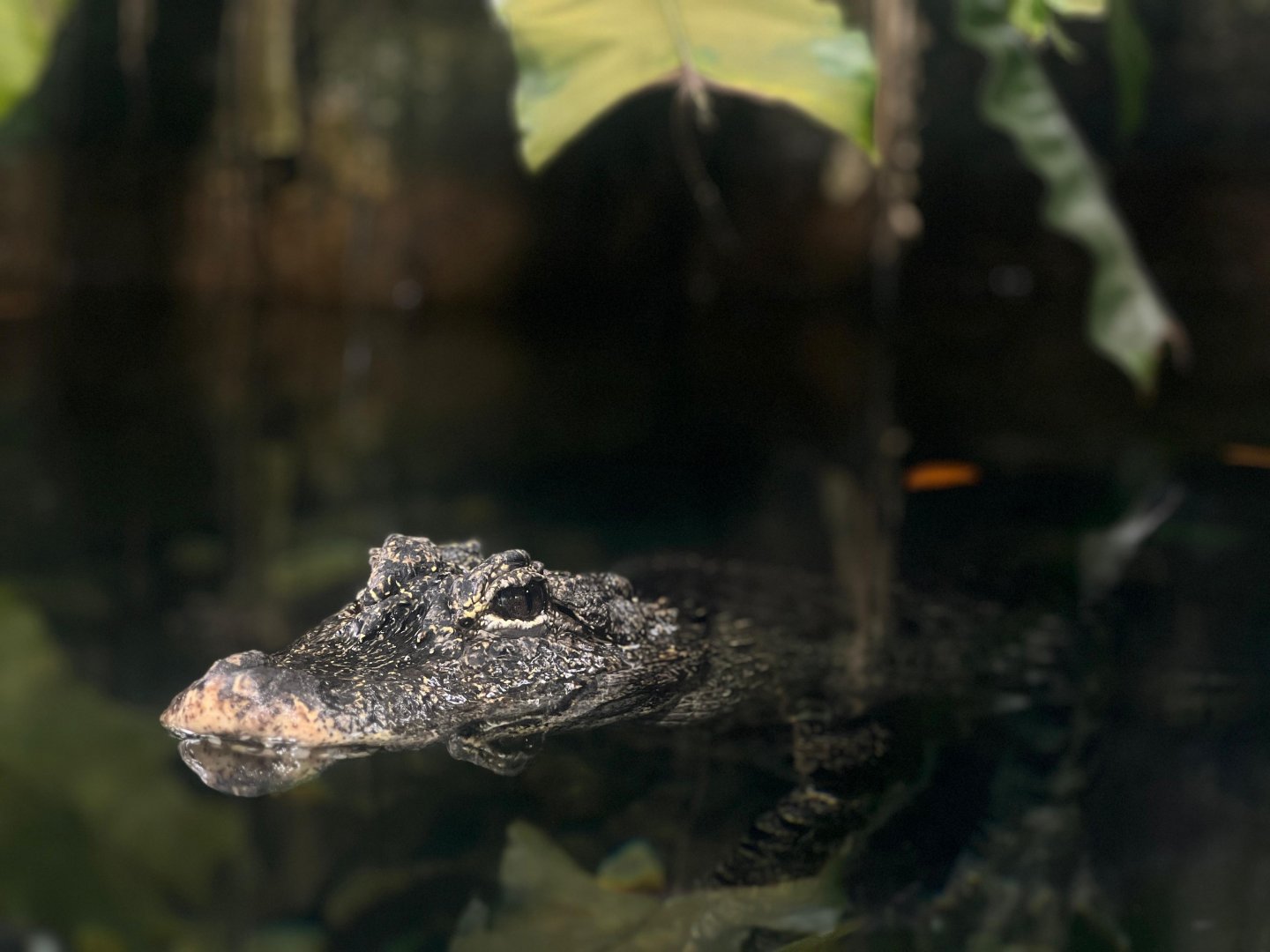 Chinese Alligator (Alligator sinensis)