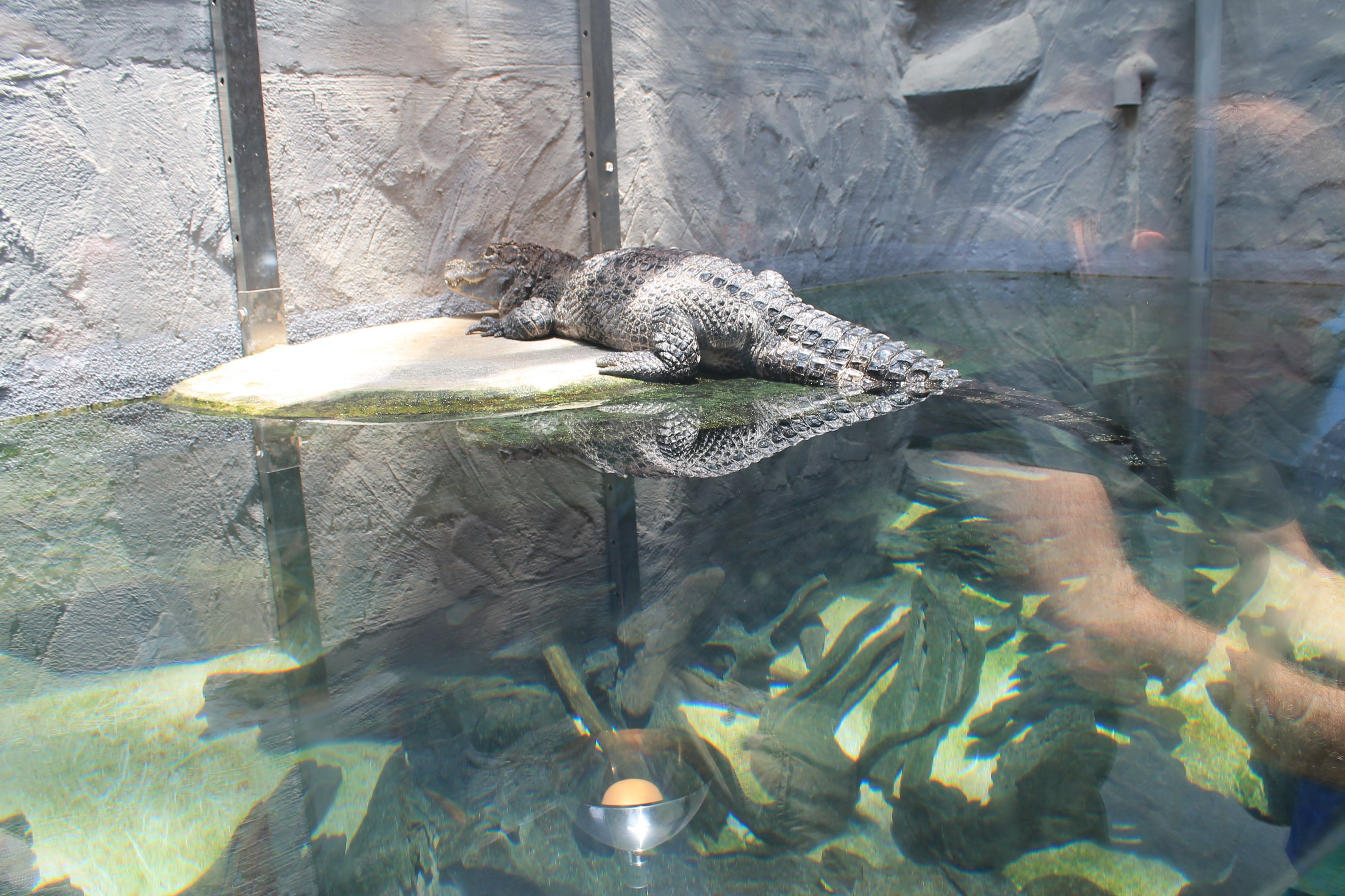 Chinese Alligator (Alligator sinensis)