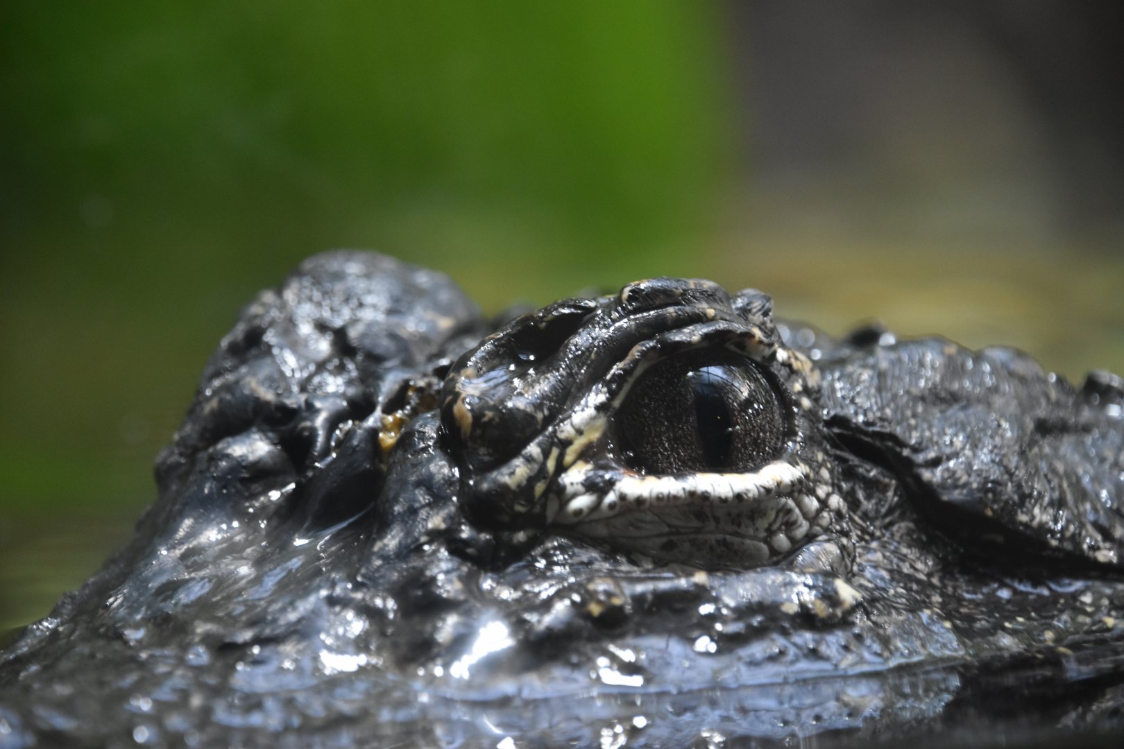 Chinese alligator, Alligator sinensis