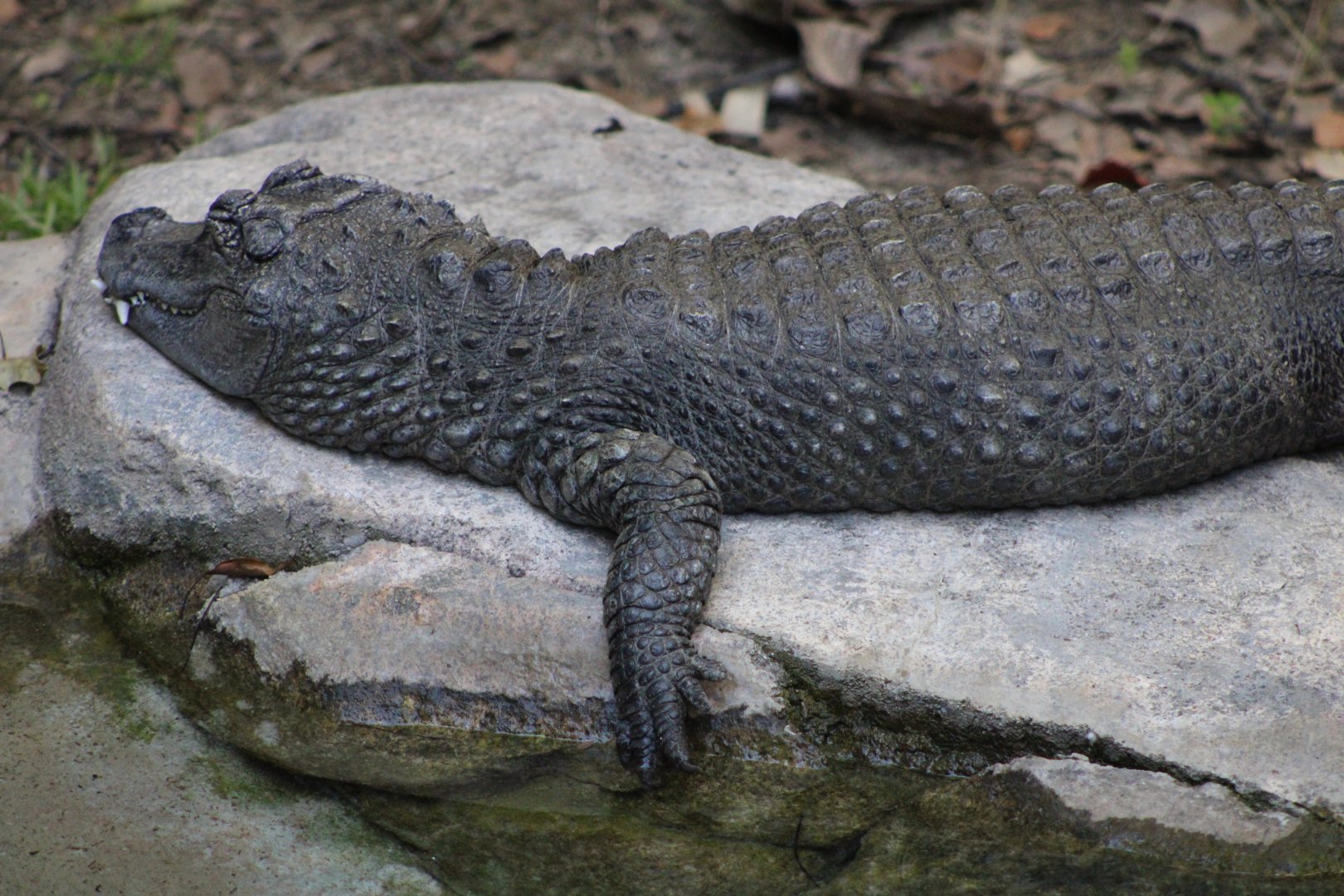 Chinese Alligator (Alligator sinensis)