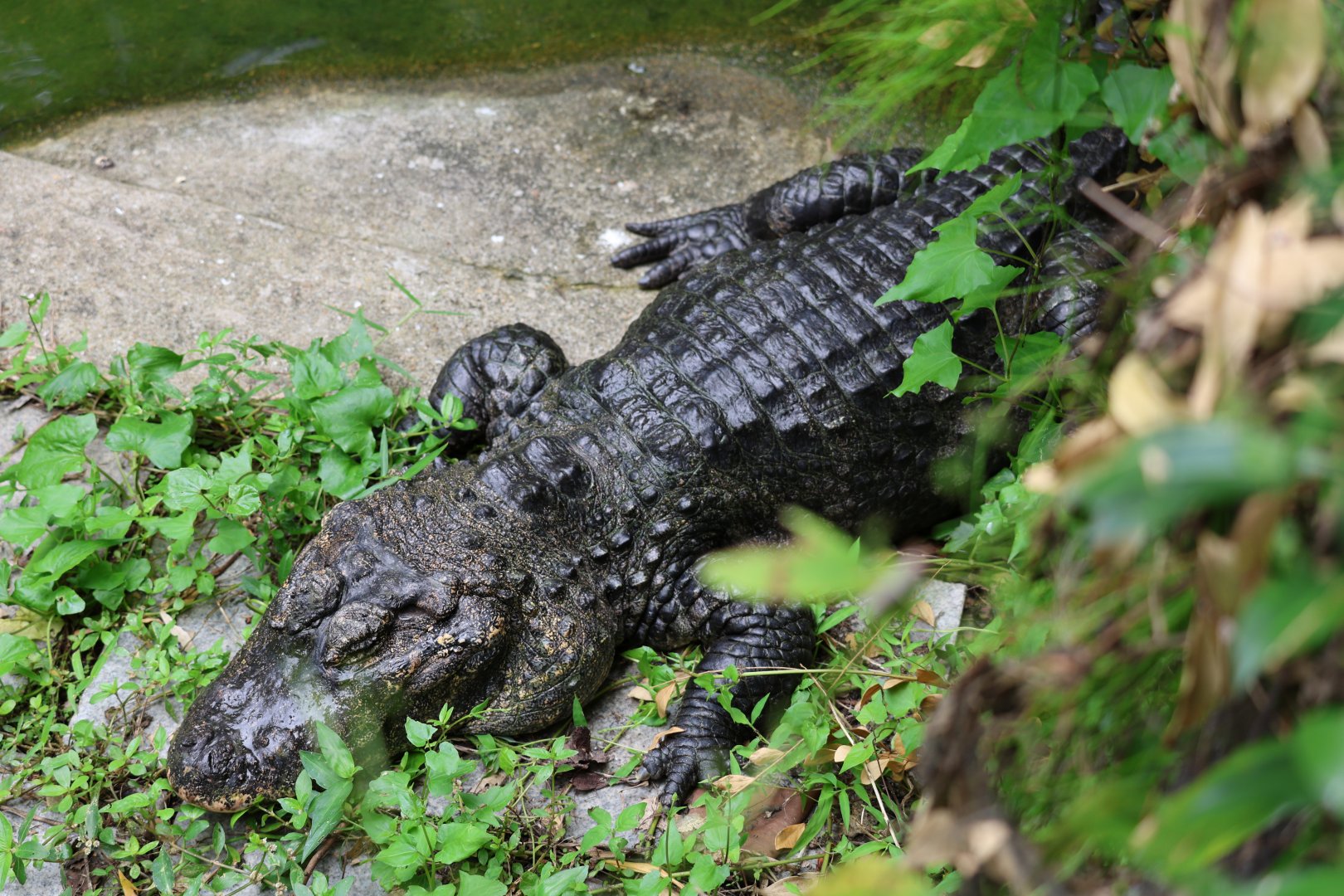 Chinese alligator (Alligator sinensis)