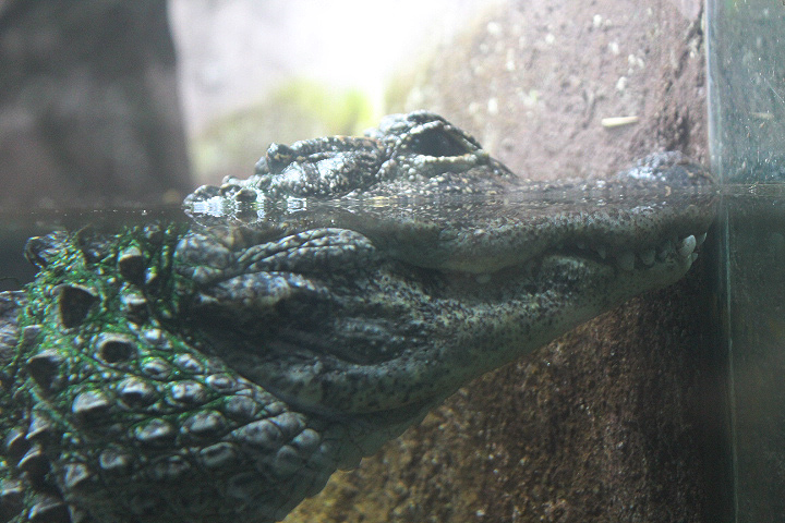 Chinese alligator (Alligator sinensis)