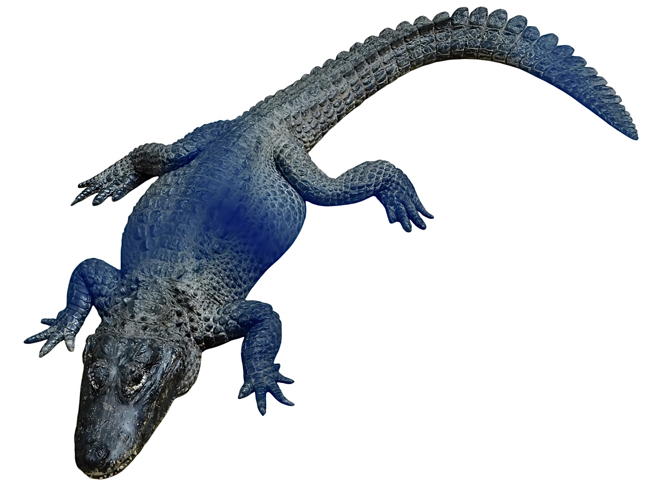 Chinese Alligator (Alligator sinensis)