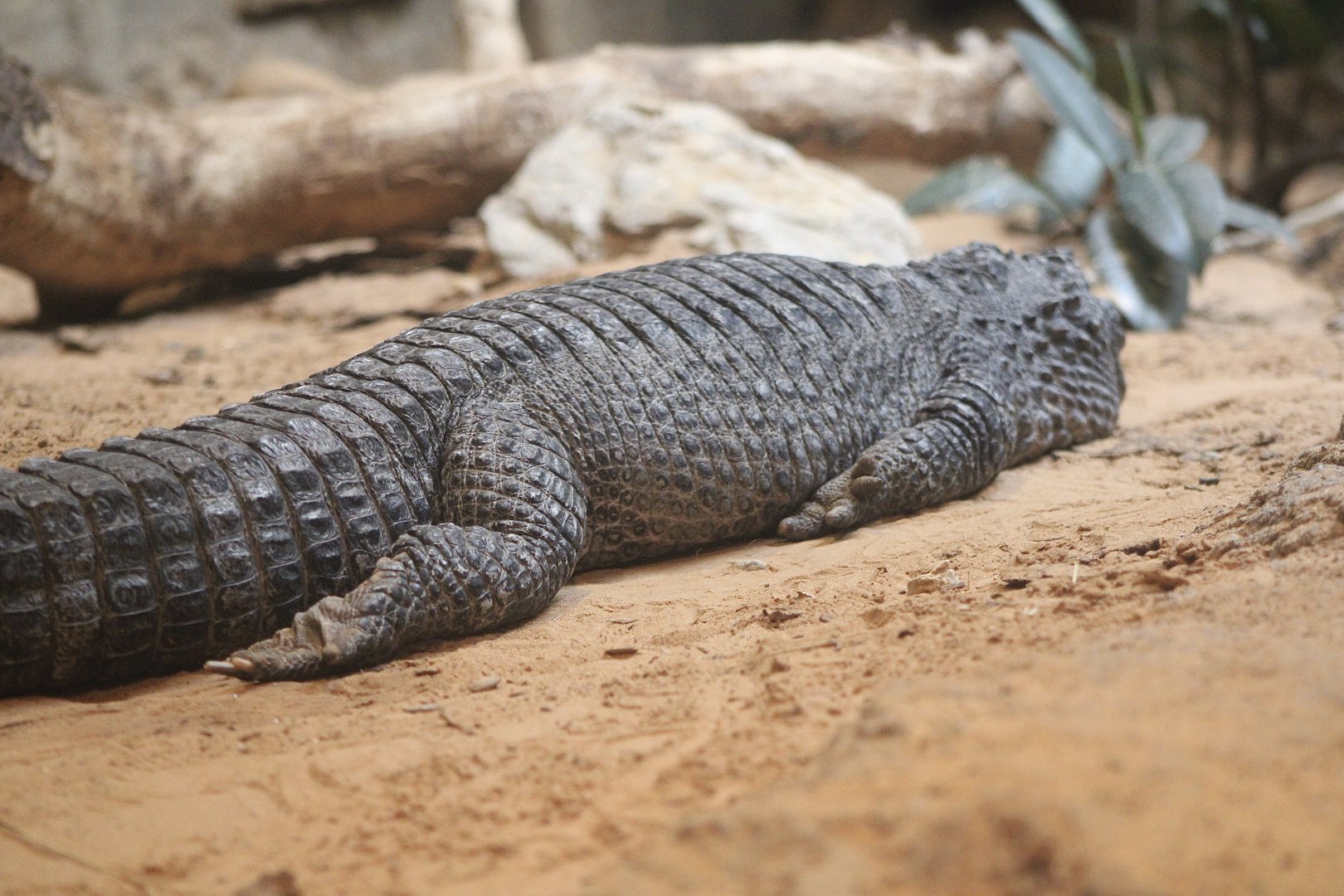 Chinese Alligator (Alligator sinensis)