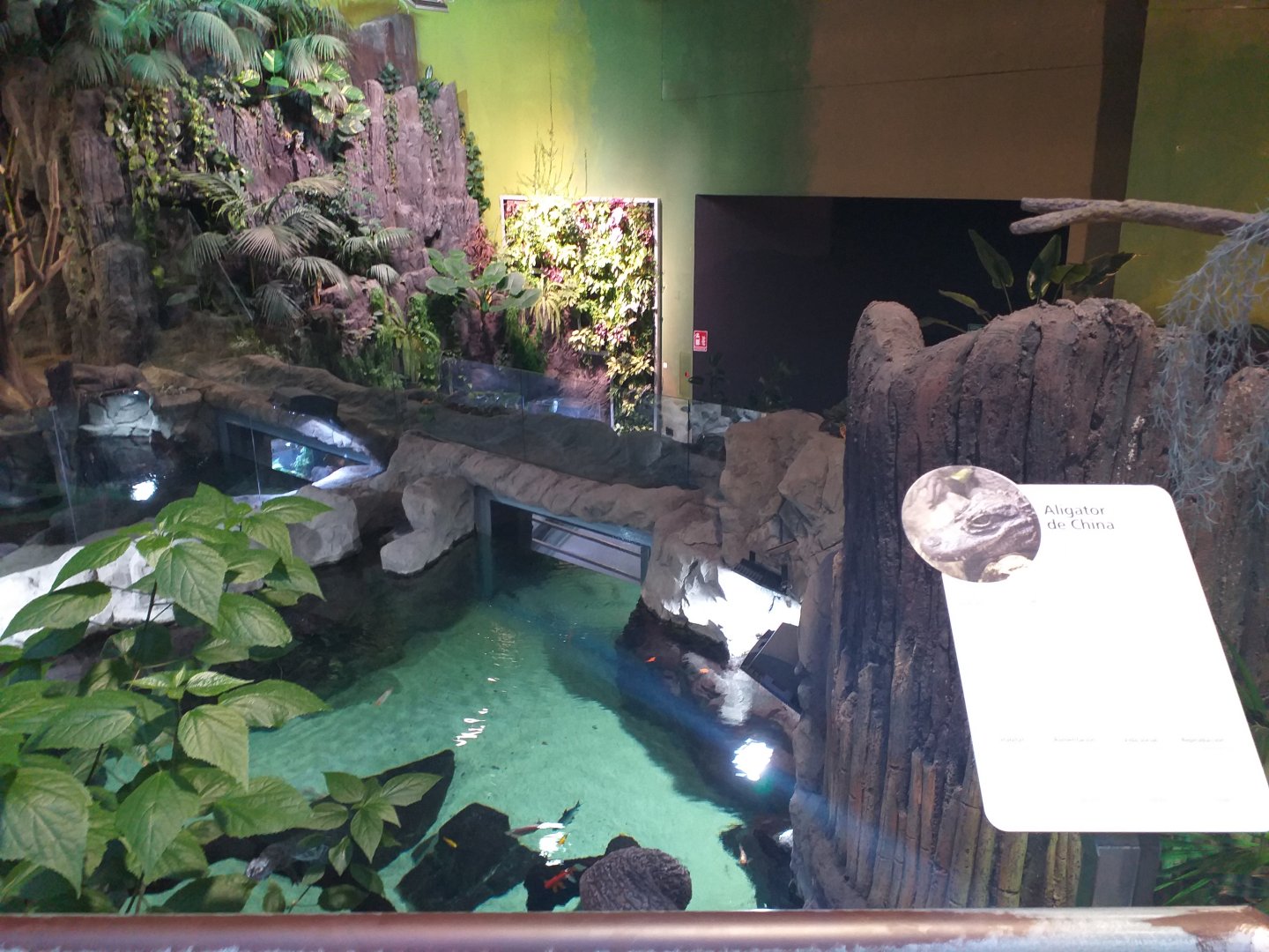 Chinese alligator and Black pond turtle exhibit -BioDomo (2019)