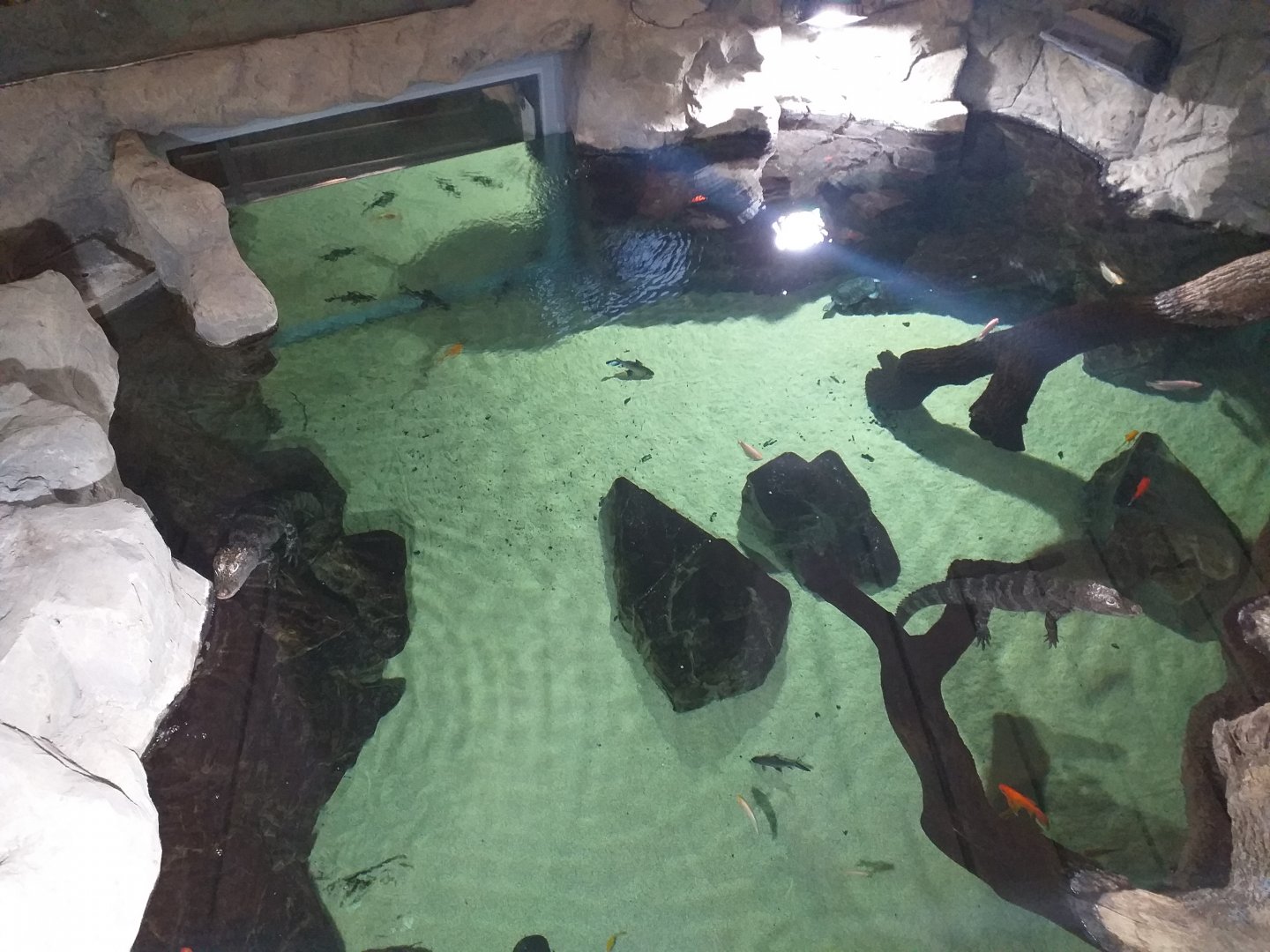 Chinese alligator and Black pond turtle exhibit -BioDomo (2019)