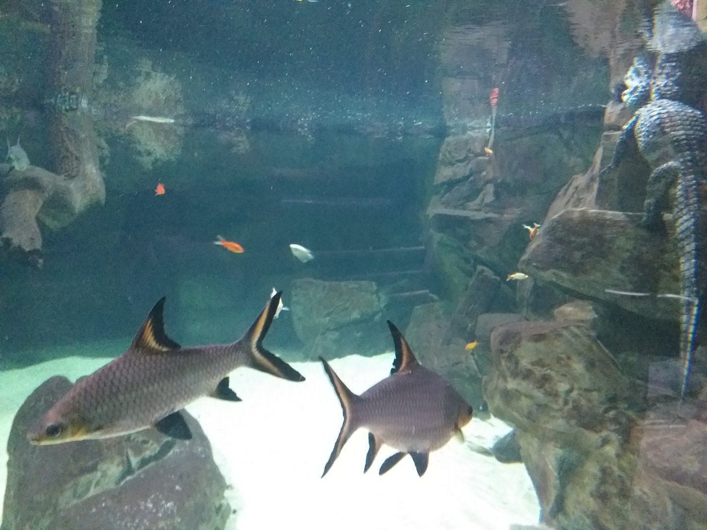 Chinese alligator and Black pond turtle exhibit (Fish ID) -BioDomo (2019)