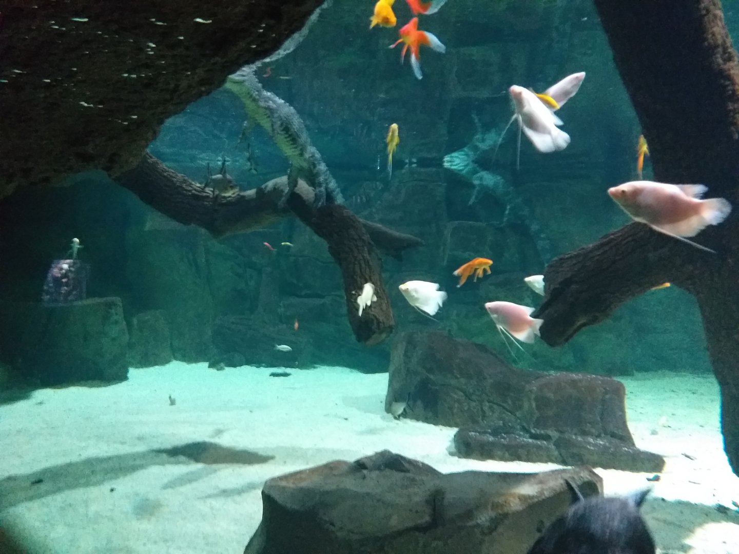 Chinese alligator and Black pond turtle exhibit (Fish ID) -BioDomo (2019)