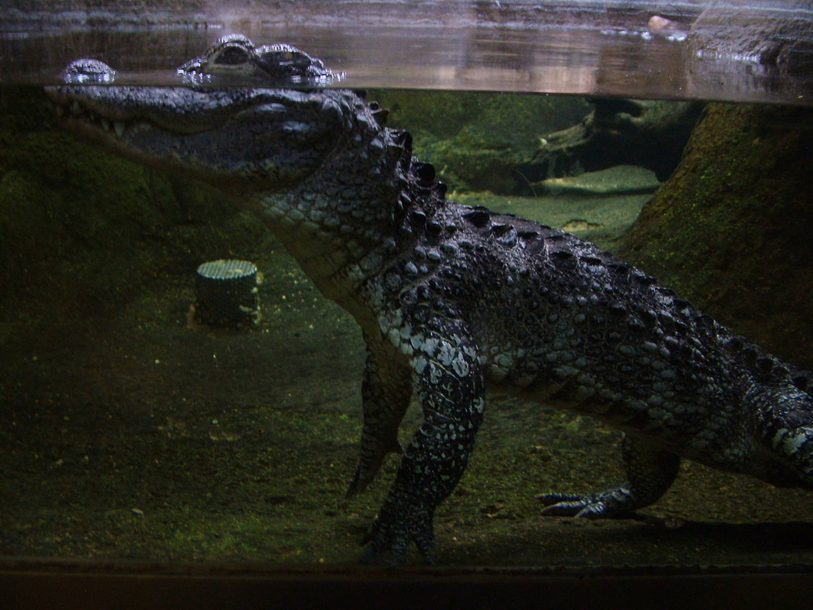 Chinese Alligator at Barcelona, 30/05/11