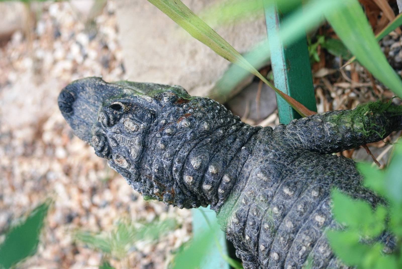 Chinese Alligator at Paradise WP, 01/09/13