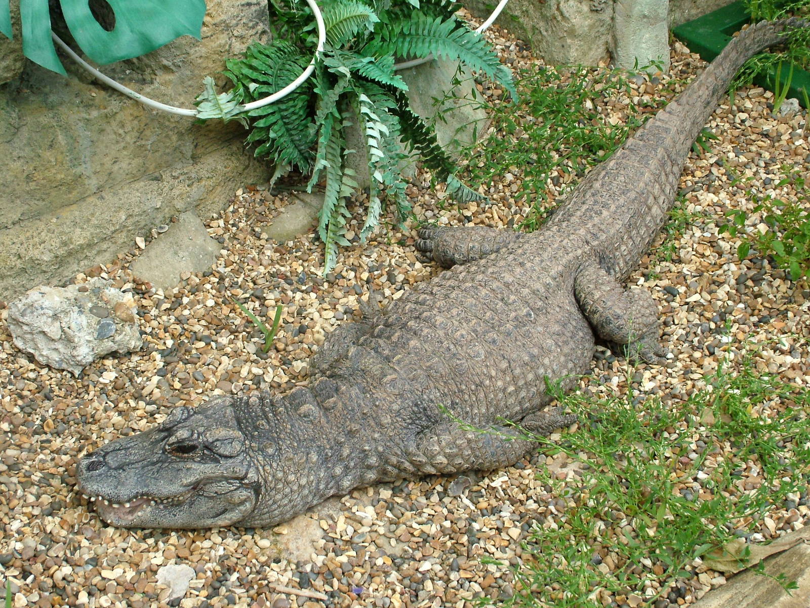 Chinese Alligator at Paradise WP, Broxbourne 25/07/09
