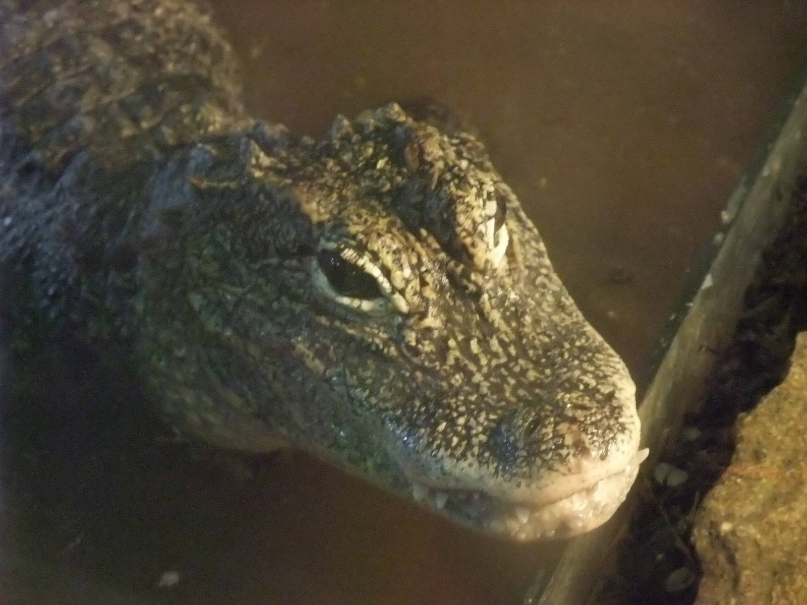 Chinese Alligator at Protivin Crocodile Zoo, 26/05/10