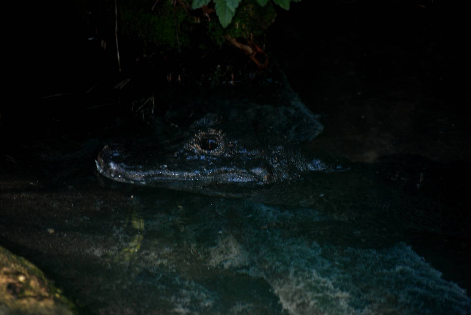 Chinese Alligator at St. Augustine, 11/10/13