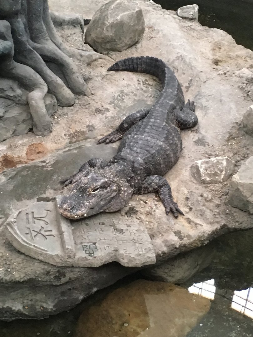 Chinese Alligator | Cincinnati Zoo