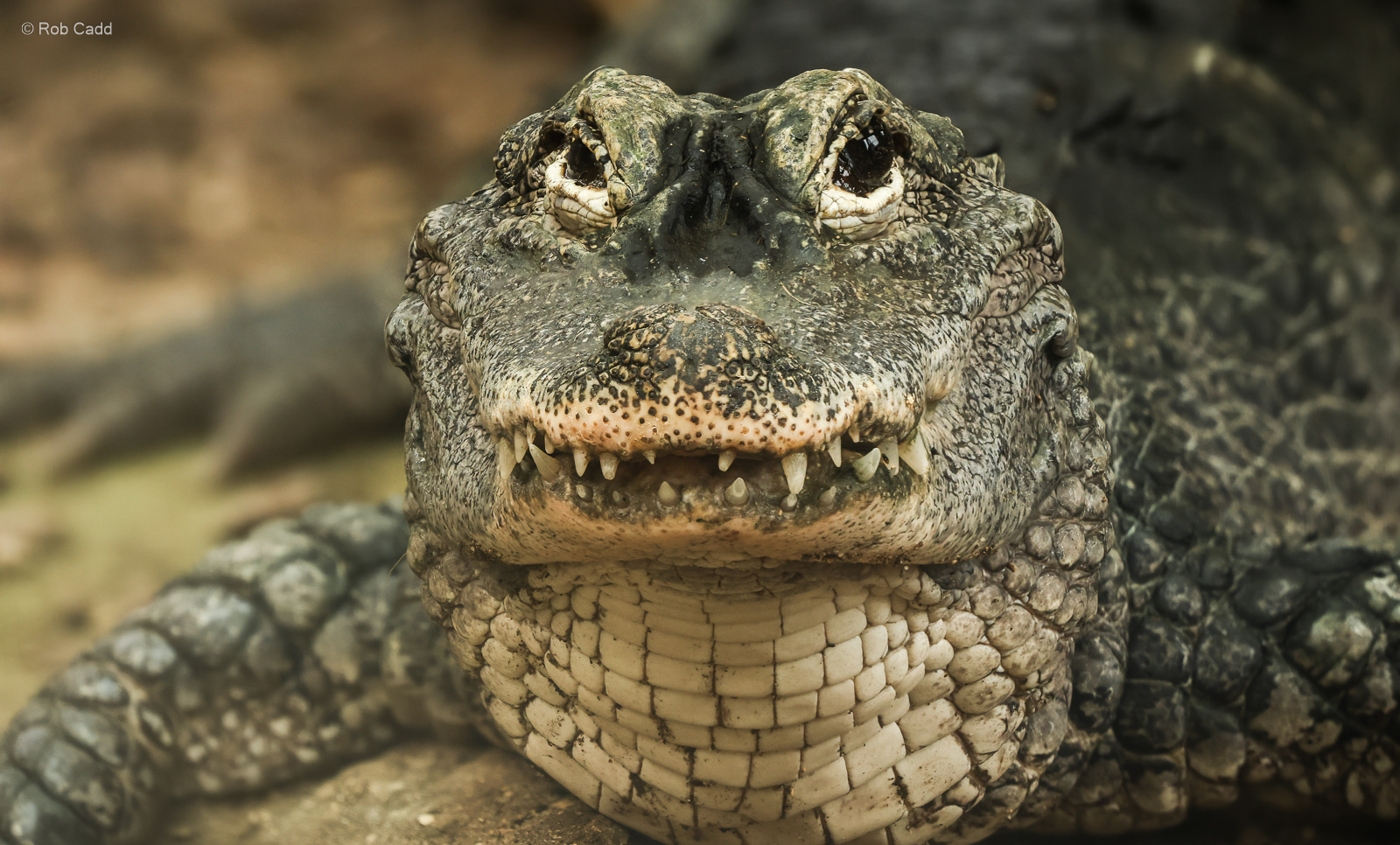 Chinese alligator : Crocodiles of the World : 05 Jul 2024