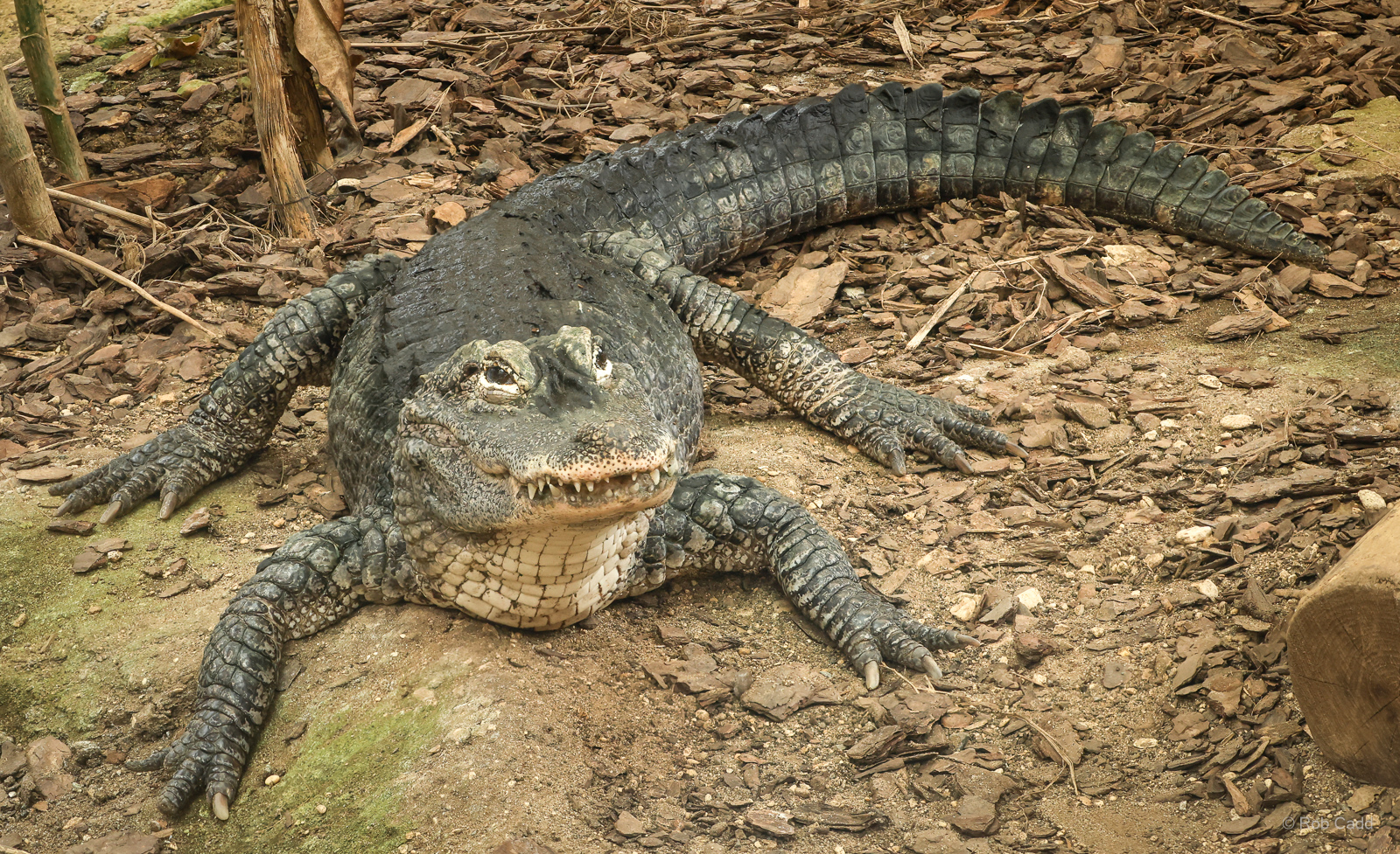Chinese alligator : Crocodiles of the World : 05 Jul 2024
