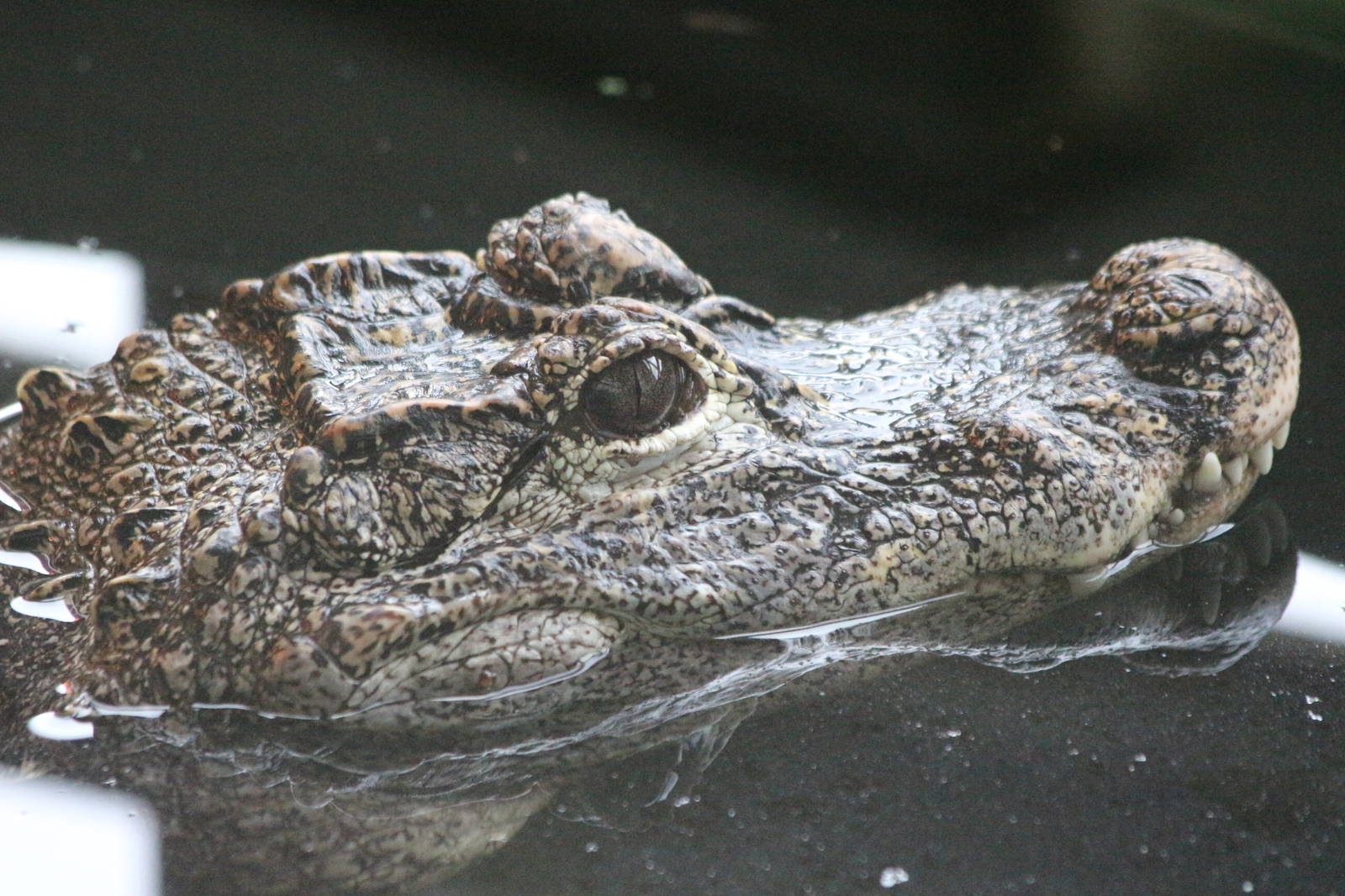 Chinese Alligator @ Crocs of the World 23.09.2016