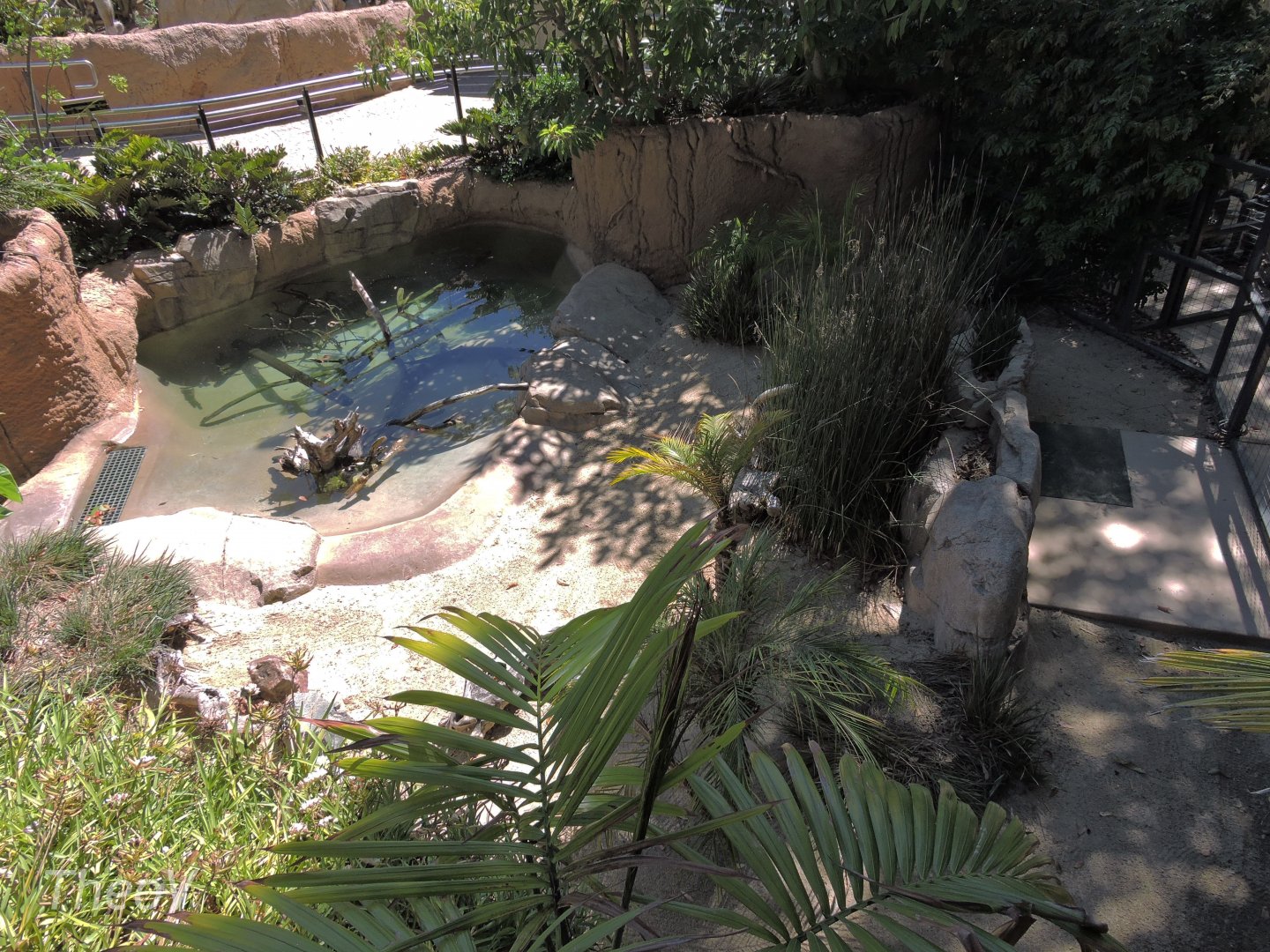 Chinese alligator - Discovery Outpost [2015]