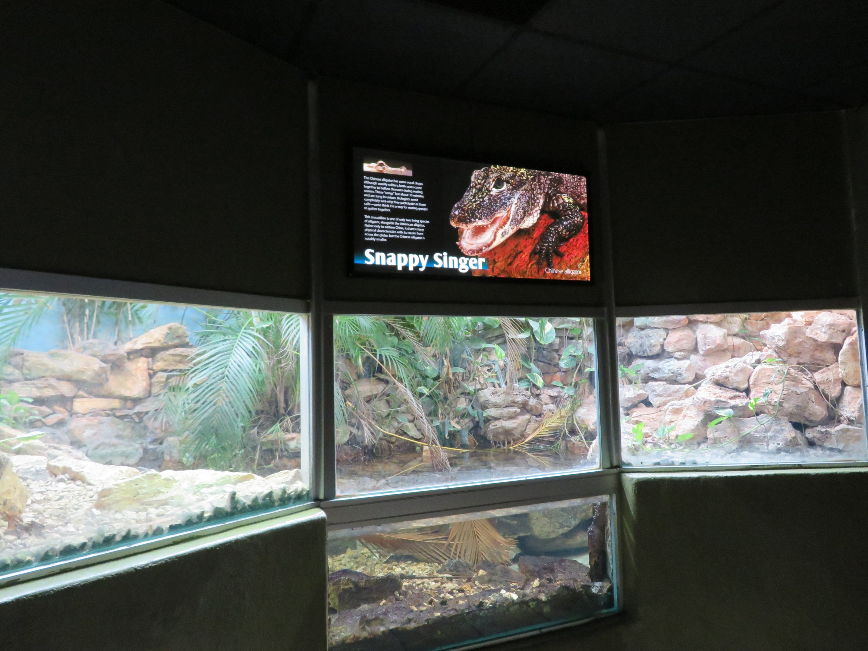 Chinese Alligator Enclosure