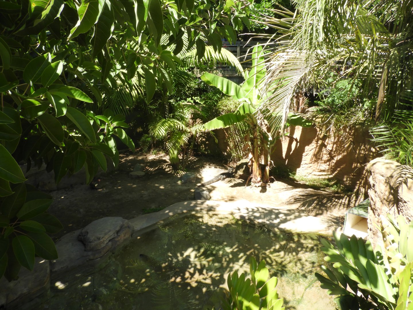 Chinese alligator enclosure