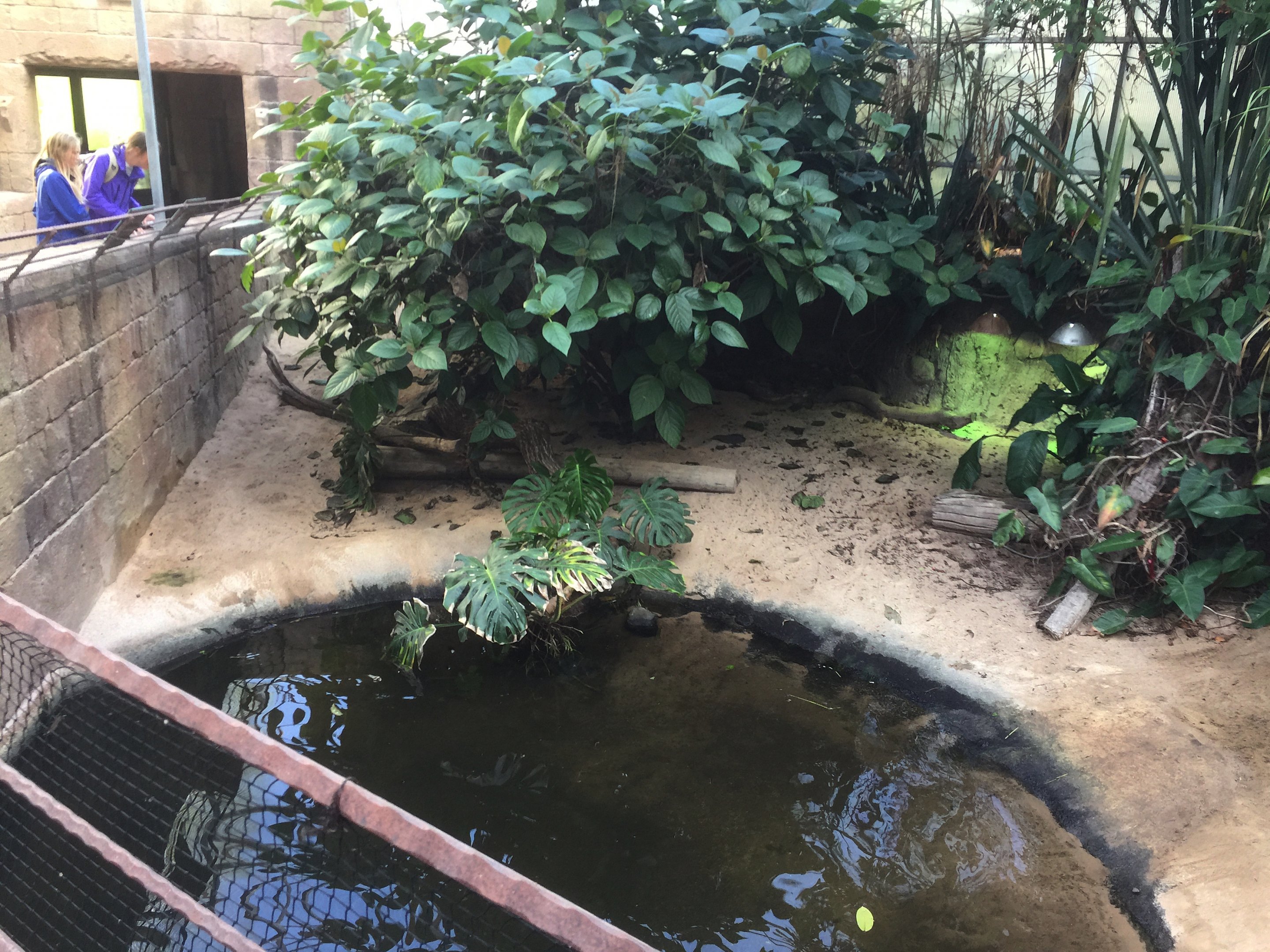 Chinese alligator exhibit | "AmaZOOnas" Tropical House