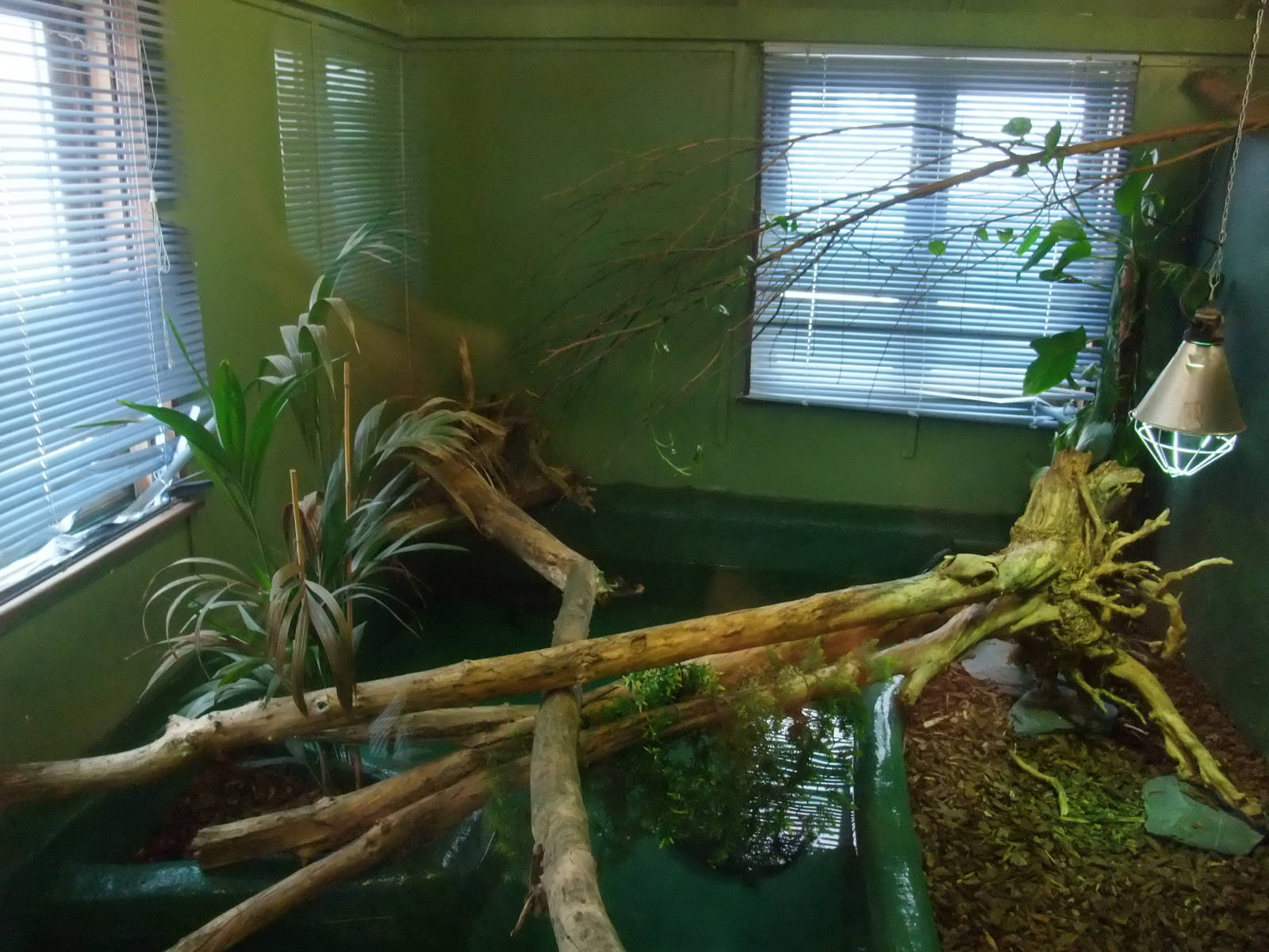 Chinese Alligator Exhibit at Crocodiles of the World, 05/02/12