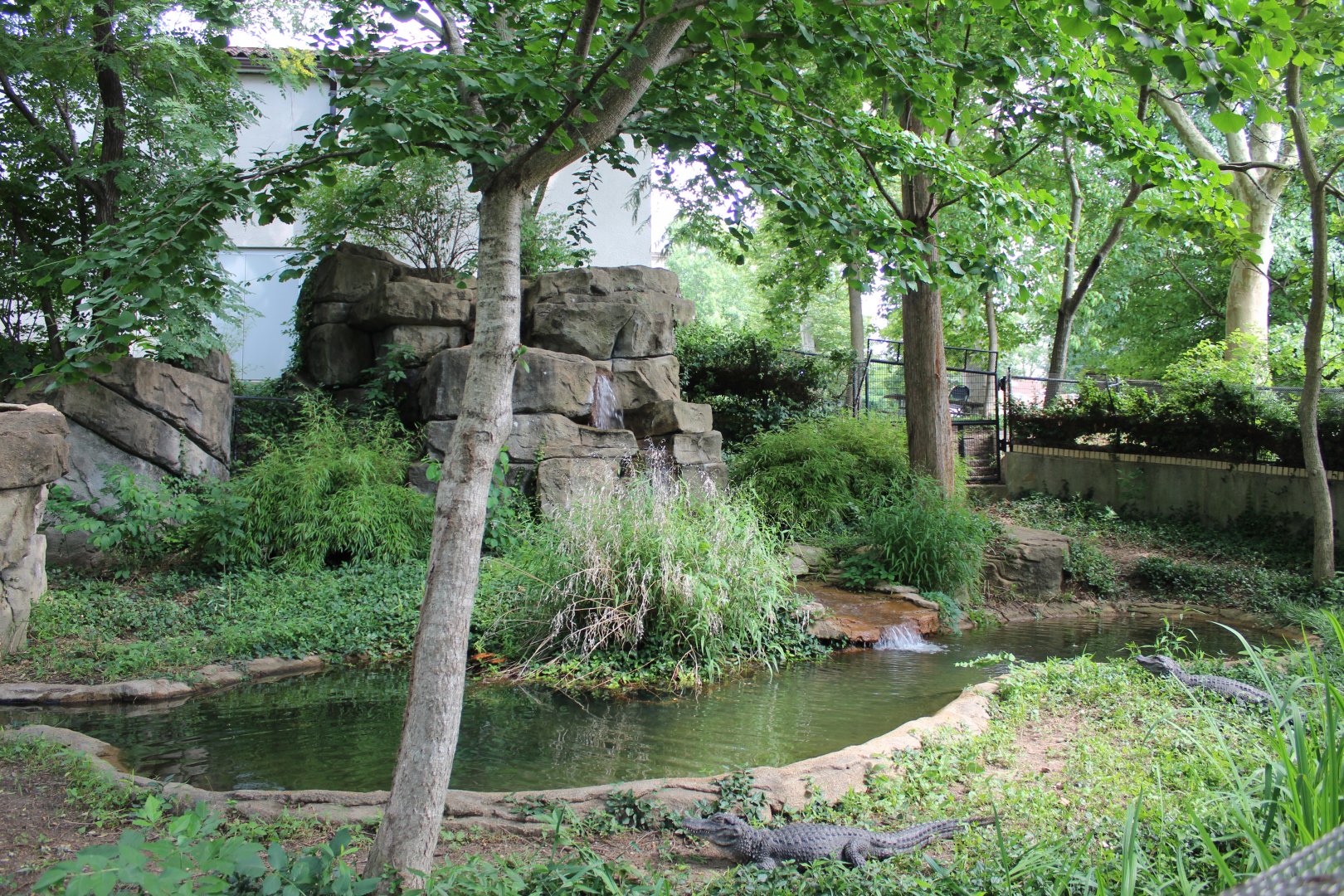 Chinese Alligator Exhibit - Herpetarium