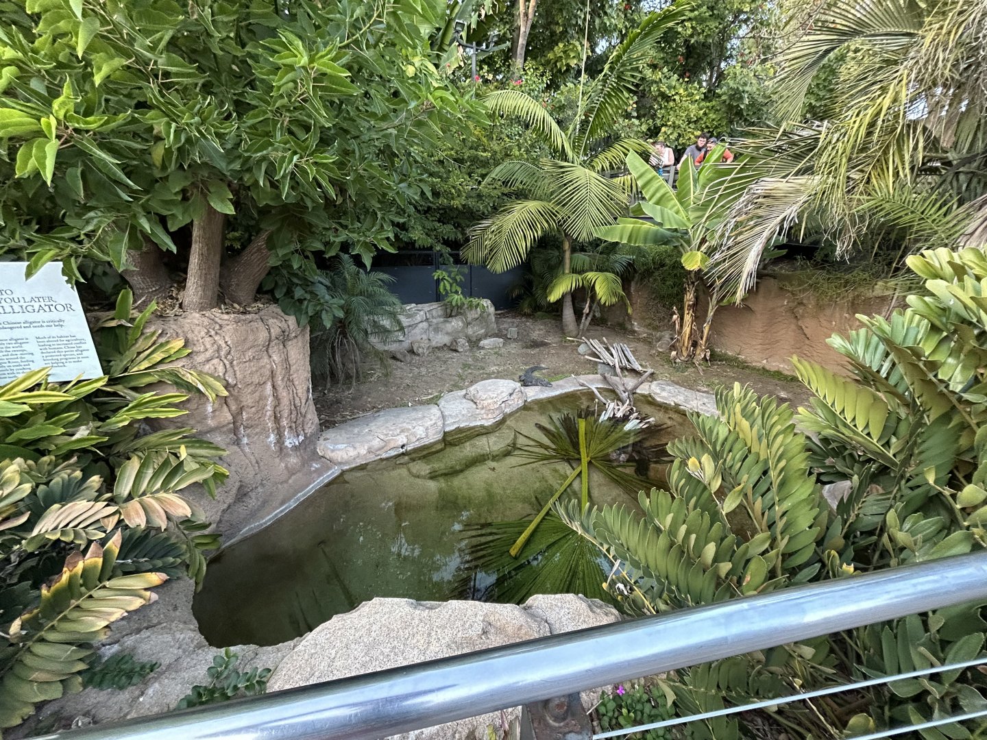 Chinese Alligator Exhibit - Reptile Walk